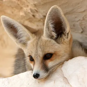 Fennec fox